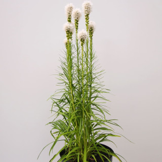 Лиатрис колосистая 'Alba' (Liatris floristan 'Alba')