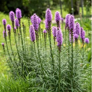 Лиатрис спиката (Liatris spicata)