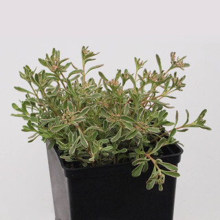 Седум/Очиток ложный 'Schorbuser Blut' (Sedum spurium 'Schorbuser Blut')