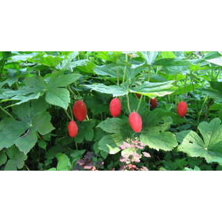 Подофилл многоцветковый (Podophyllum pleianthum)