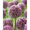 Аллиум 'Summer Drummer' (Allium 'Summer Drummer')