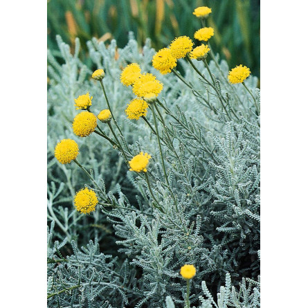Сантолина кипарисовидная 'Silver Leaves' (Santolína chamaecyparíssus 'Silver Leaves')