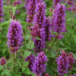 Агастахис 'Blue Boa' (Agastache 'Blue Boa')