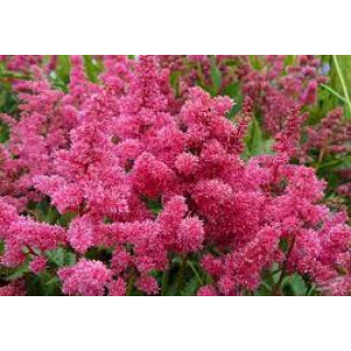 Астільба 'Bonn' (Astilbe 'Bonn')