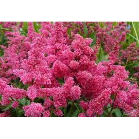 Астильба 'Bonn' (Astilbe 'Bonn')