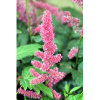 Астільба 'Dusseldorf' (Astilbe 'Dusseldorf')