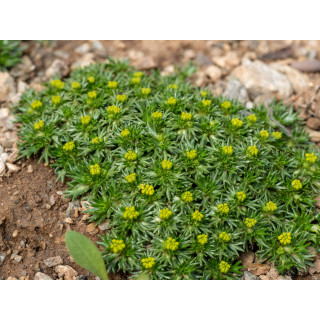 Азорелла трьохвильчата (Azorella trifurcata)