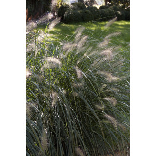 Пеннісетум 'Compressum' (Pennisetum alopecuroides 'Compressum') 
