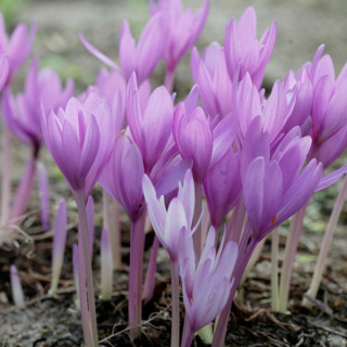 Колхікум гігантський (Colchicum giganteum) 