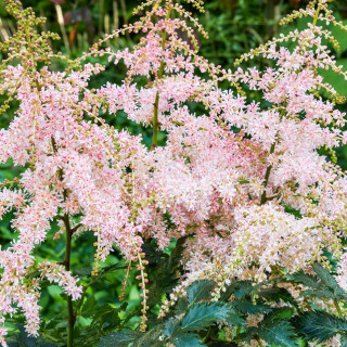 Астільба 'Pink Lightning' (Astilbe 'Pink Lightning')