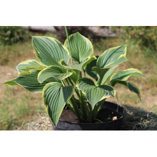 Хоста 'Yellow River' (Hosta 'Yellow River')