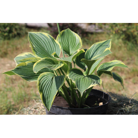 Хоста 'Yellow River' (Hosta 'Yellow River')
