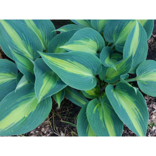 Хоста 'Grand Marquee' (Hosta 'Grand Marquee')