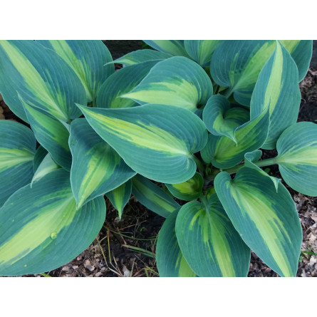 Хоста 'Grand Marquee' (Hosta 'Grand Marquee')