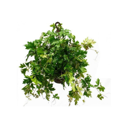 Комнатный виноград Cissus
