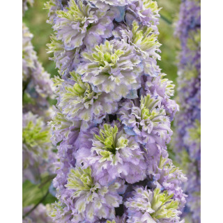 Дельфініум 'Crystal delight' (Delphinium 'Crystal Delight')