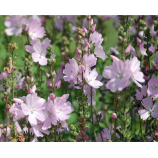 Сидальцея мальвоцветковая 'Elsie Heugh' (Sidalcea 'Elsie Heugh' )