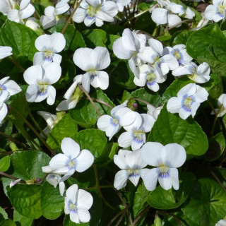 Фиалка мотыльковая ( Viola sororia)