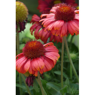 Гайлардія 'Burgunder' (Gaillardia 'Burgunder')