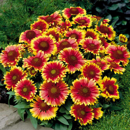 Гайлардия 'Kobold' (Gaillardia 'Kobold')