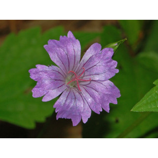 Герань суковатая (Geranium nodosum) 
