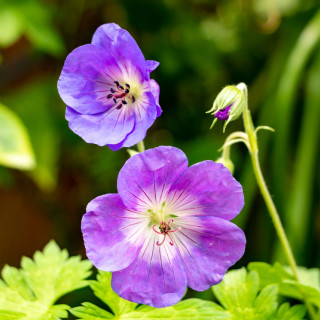 Герань гималайская (Geranium himalayense)