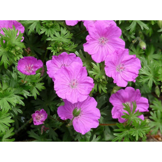Герань кроваво-красная 'Apfelblüte' ( Geranium sa. 'Apfelblüte')