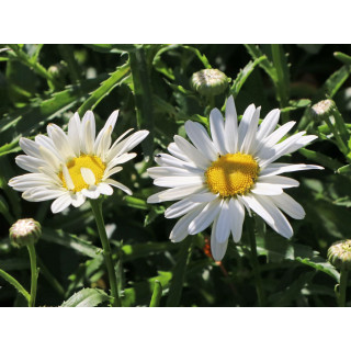 Королиця 'Silber prinzessche' (Leucanthemum 'Silber prinzessche')