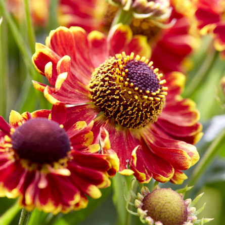 Геленіум 'Bandera' (Helenium 'Bandera')