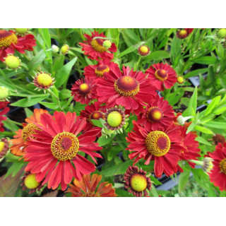 Геленіум 'Ranchera' (Helenium 'Ranchera')