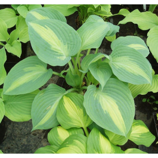 Хоста 'Saint Paul' (Hosta 'Saint Paul')