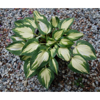 Хоста 'Fantasy Island' (Hosta 'Fantasy Island')