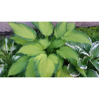 Хоста 'Lady Guineverre' (Hosta 'Lady Guineverre')
