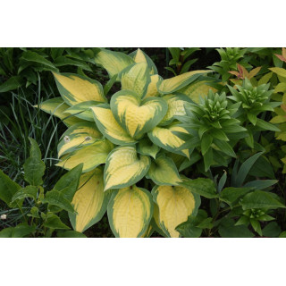 Хоста 'Orange Marmelad' (Hosta 'Orange Marmelad')