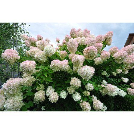 Гортензия метельчатая 'Grandiflora' (Hydrangea paniculata 'Grandiflora')
