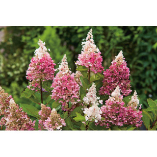 Гортензія хуртовина 'Pinki Winky' (Hydrangea paniculata 'Pinki Winky')