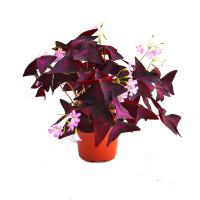 Кислиця трикутна 'Sunny' (Oxalis triangularis 'Sunny')