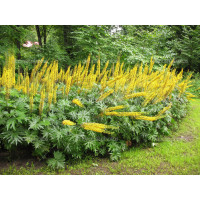 Бузульник Пржевальского (Ligularia przewalskii)