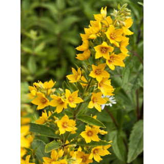 Вербозілля точне 'Hometown Hero' (Lysimachia punctata 'Hometown Hero')