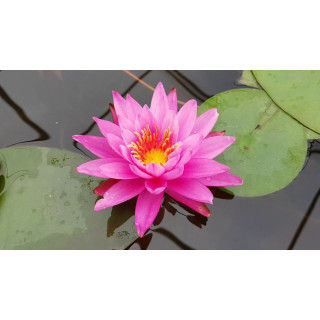 Німфея 'Mayla' (Nymphaea 'Mayla')