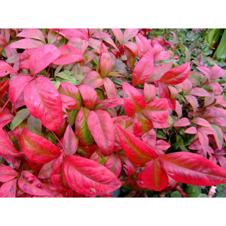  Нандина 'Blush Pink'  (Nandina domestica 'Blush Pink') 