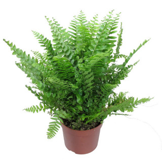 Нефролепіс 'Boston' (Nephrolepis exaltata Boston)