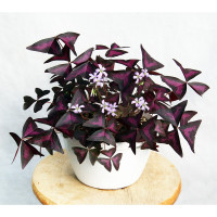 Кислиця трикутна 'Myke' (Oxalis triangularis 'Myke')