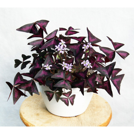 Кислиця трикутна 'Myke' (Oxalis triangularis 'Myke')