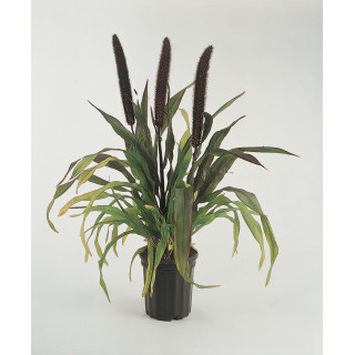 Пеннісетум сизый 'Purple baron' (Pennisetum glacum 'Purple baron')