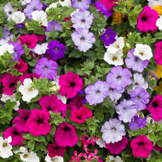 Петуния микс (Petunia mix)
