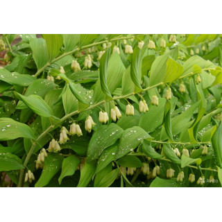 Купена переменчивая гигантская (Polygonatum commutatum giganteum)
