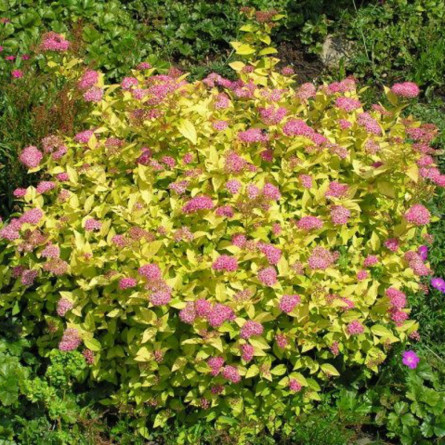 Спірея японская 'Golden Princess' (Spiraea japonica 'Golden Princess')