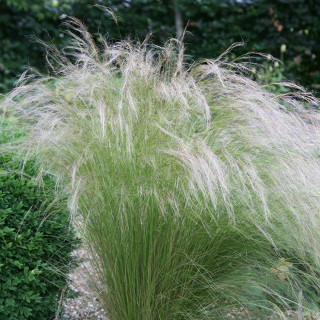 Ковила тонка 'Poly tails' (Stipa tenuissima 'Poly tails')