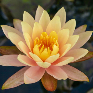 Німфея 'Georgia Peach' (Nymphaea 'Georgia Peach')